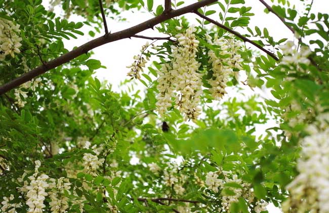 槐花一般幾月開(kāi)花？