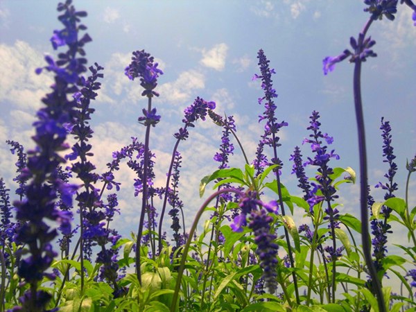 藍花鼠尾草圖片