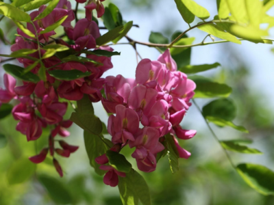 香花槐是通過什么方式繁殖生長(zhǎng)