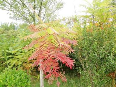 院子里種植臭椿風(fēng)水好嗎？