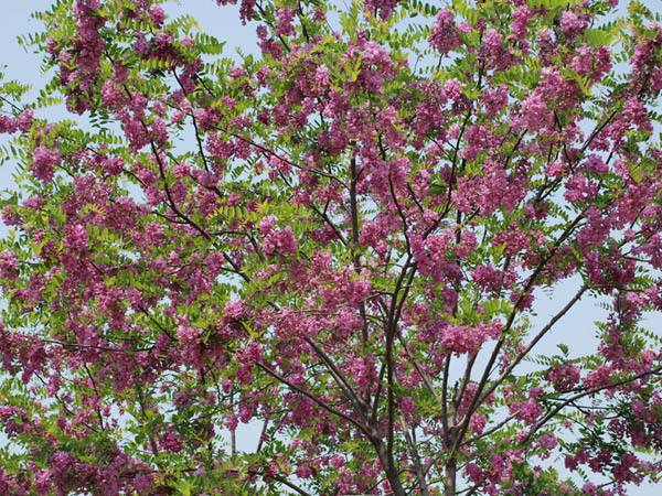 嫁接香花槐