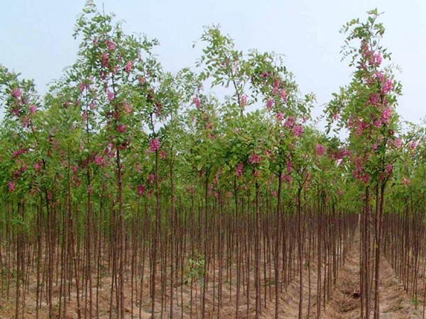 嫁接香花槐