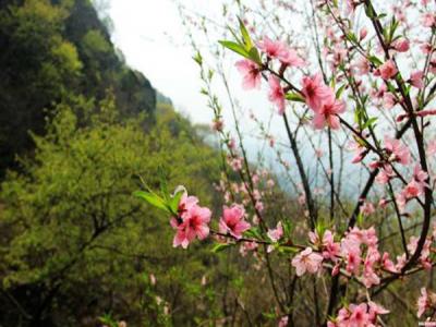 山桃什么時(shí)候開(kāi)花，什么時(shí)候賞花效果好