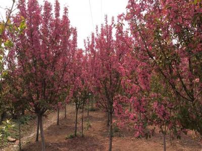 冬紅果海棠的種植需要注意些什么 ？