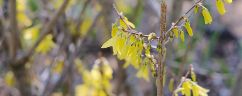 連翹怎么種，種子怎么才能發(fā)芽