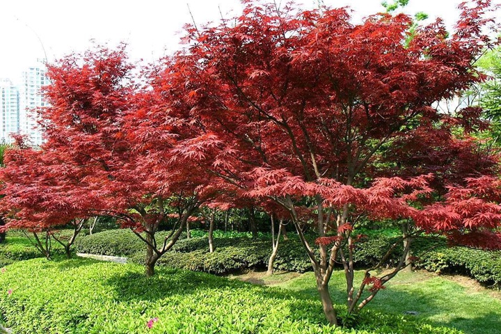 日本紅楓