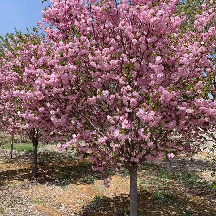 櫻花樹